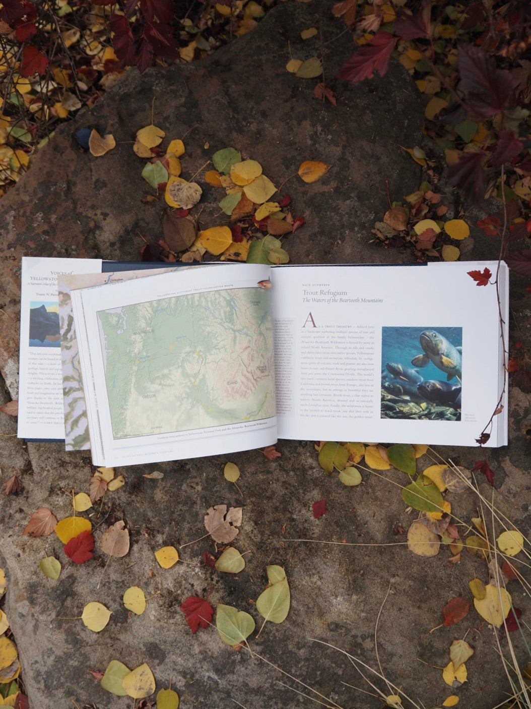 Voices of Yellowstone's Capstone - Softcover – Absaroka Beartooth